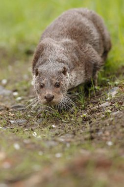 Nehir su samuru, yüzme hayvan