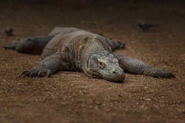 Komodo dragon güzel doğa ortamlarında