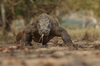 Komodo dragon güzel doğa ortamlarında