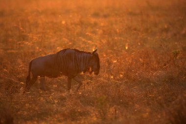 Wildbeest büyük göç sırasında doğa ortamlarında