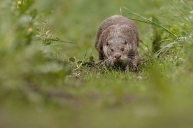 Nehir su samuru, yüzme hayvan
