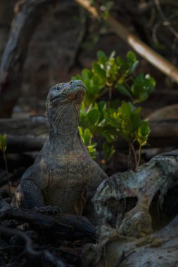 Komodo dragon güzel doğa ortamlarında