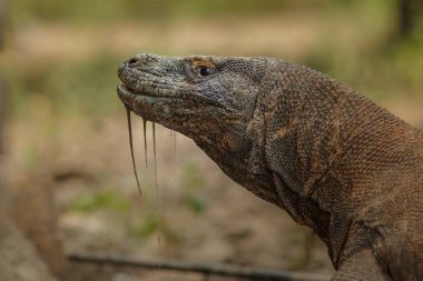 Komodo dragon güzel doğa ortamlarında