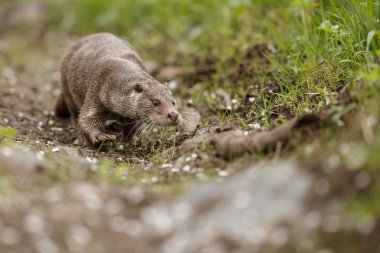 Nehir su samuru, yüzme hayvan