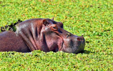Hippo güzel doğa ortamlarında
