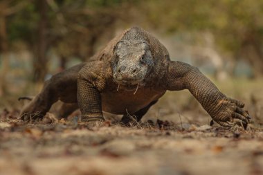 Komodo dragon güzel doğa ortamlarında
