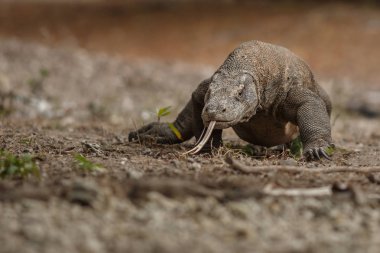 Komodo dragon güzel doğa ortamlarında