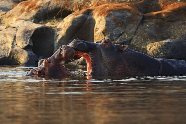 Hippos no belo habitat natural — Fotografia de Stock