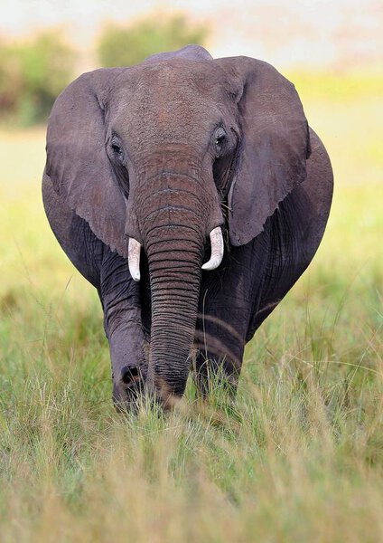Elephant in the beautiful nature habitat, this is africa, african wildlife, endangered species, wild tanzania