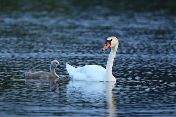 Łabędź z młodymi na jeziorze w ich naturalnym siedlisku natura — Zdjęcie stockowe