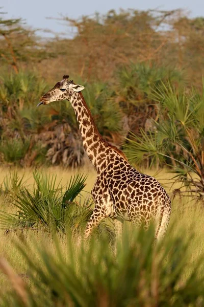 Żyrafa w Siedlisko piękna przyroda — Zdjęcie stockowe