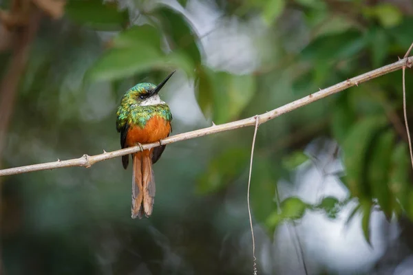 Jacamar à queue rousse sur un arbre dans l'habitat naturel — Photo