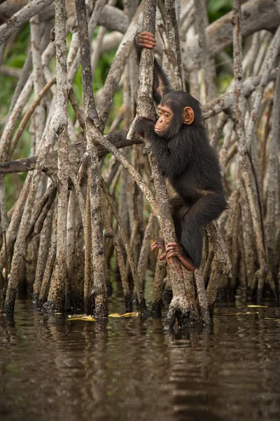 Chimpanzé beau et agréable — Photo