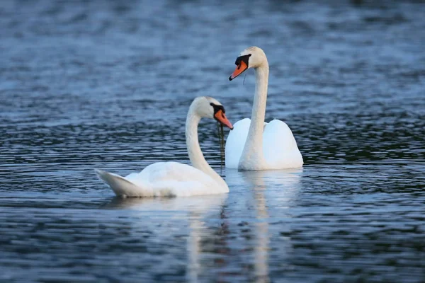 Swan pary nad jeziorem w ich naturalnym siedlisku natura — Zdjęcie stockowe