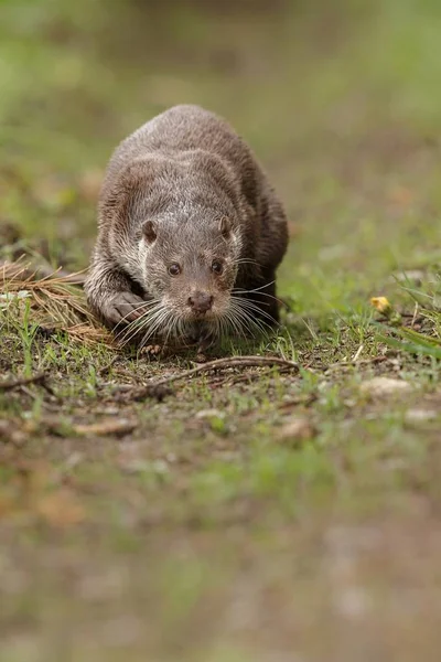 River otter, Swimming animal — Stock Photo, Image