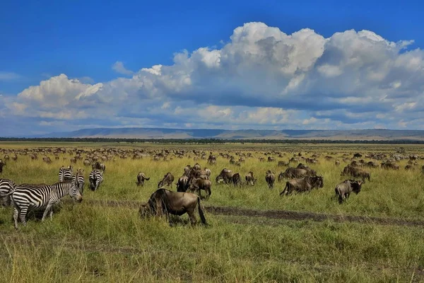 Große Migration in der Masai-Mara — Stockfoto