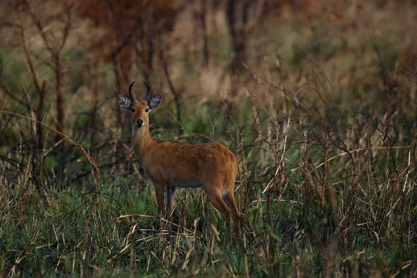 Belle antilope dans l'habitat naturel — Photo