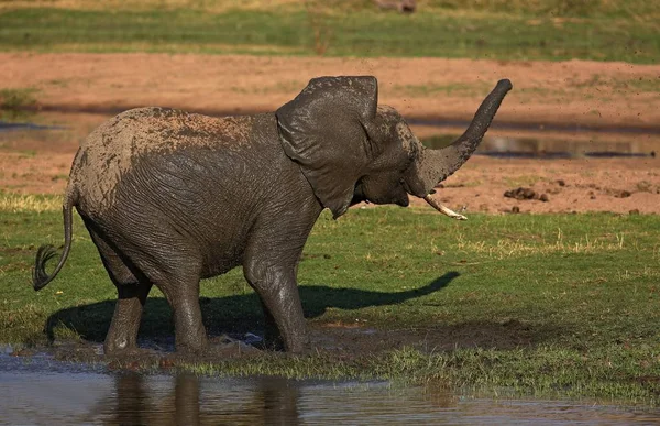 A gyönyörű természeti élőhely elefánt — Stock Fotó