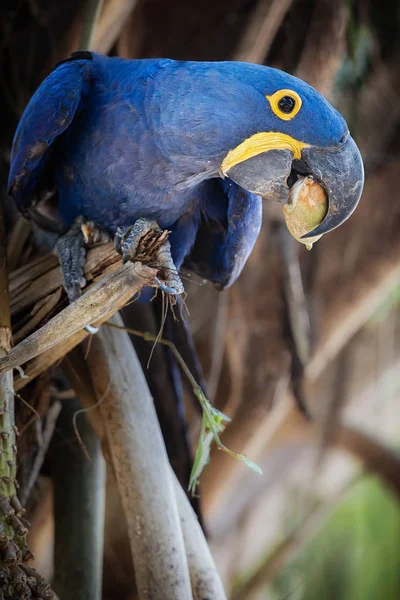 hyacinth macaw parrot