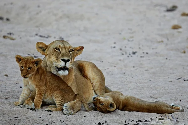 Leoa e filhotes no habitat da natureza — Fotografia de Stock