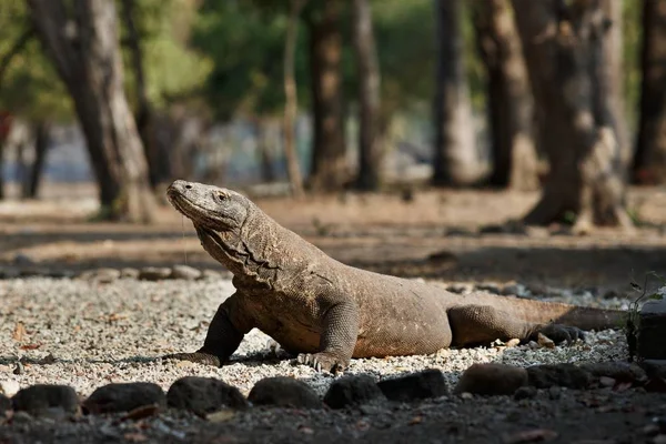 Komodovaraan in de prachtige natuur habitat — Stockfoto