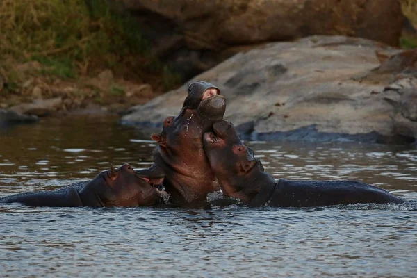 Ippopotami nel bellissimo habitat naturale — Foto Stock