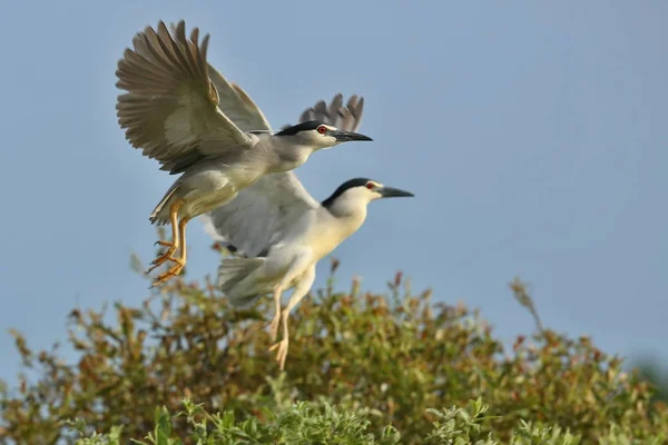 Vackra europeiska vatten fåglar i naturen livsmiljöen — Stockfoto