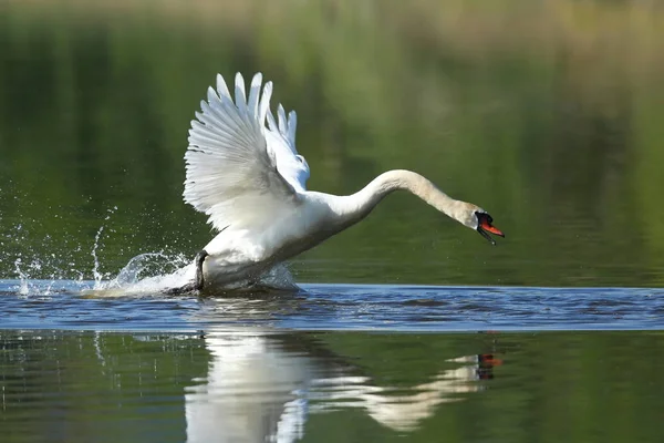 Swan mężczyzna monitoruje oraz zastrasza na jego jeziora, siedlisk natura — Zdjęcie stockowe