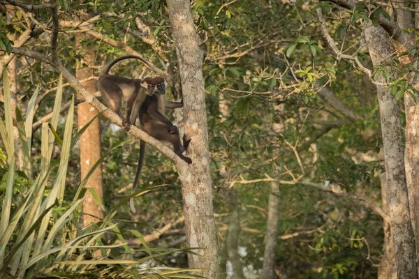 Monos de Brazza en el árbol — Foto de Stock