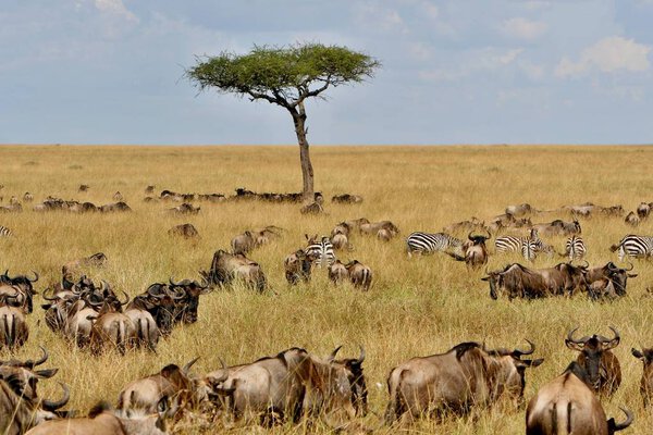Great migration in Masai Mara 