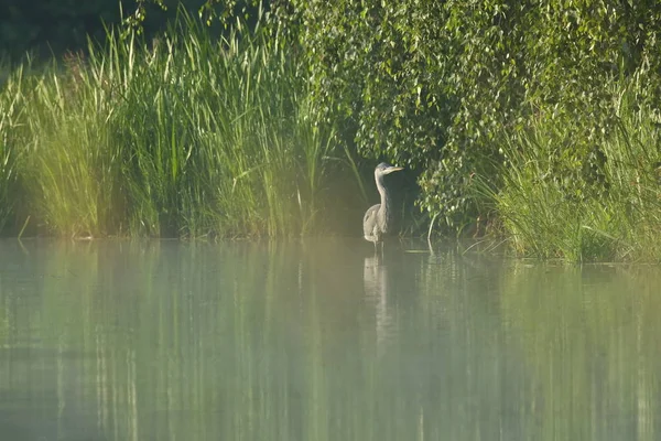 Beautiful european water bird in the nature habitat — Stock Photo, Image