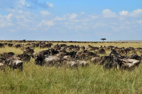 Masai Mara büyük göç — Stok fotoğraf