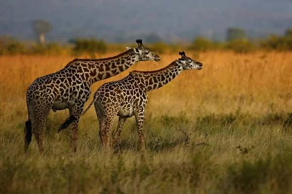 Girafes dans le magnifique habitat naturel — Photo