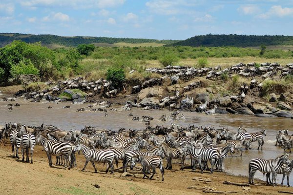 Great migration in Masai Mara 