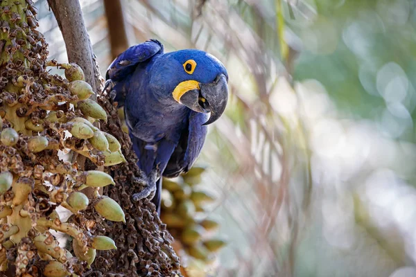 Papagaio-da-arara-jacinto — Fotografia de Stock