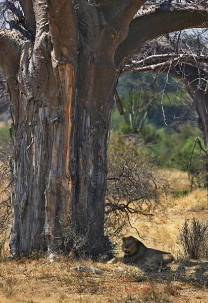 Asiatic lion male in the nature habitat in Gir national park — Stock Photo, Image