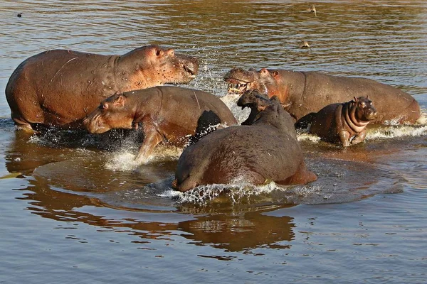 Nijlpaarden in de prachtige natuur habitat — Stockfoto