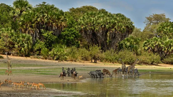 Great migration in Masai Mara, Kenya, Tanzania — Stock Photo, Image
