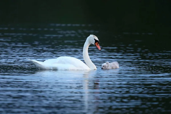 Swan с молодыми на озере в их естественной среде обитания — стоковое фото