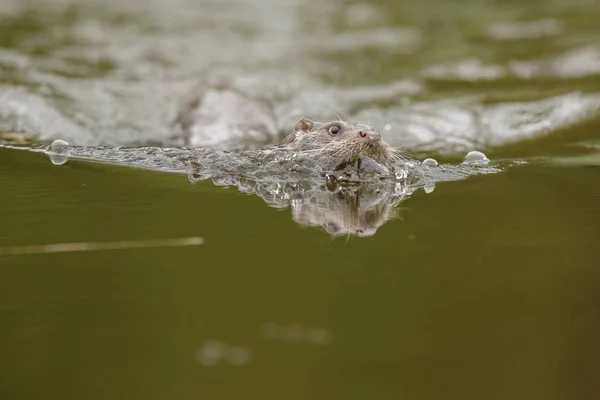Lontra-do-rio, animal nadador — Fotografia de Stock