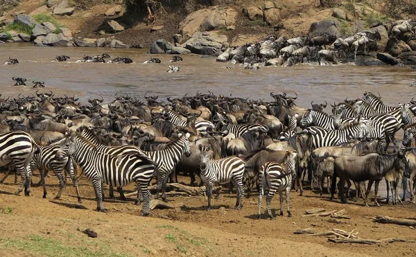 Gran migración en Masai Mara — Foto de Stock