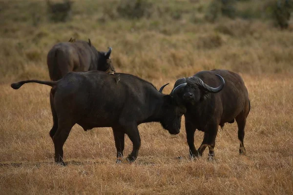 Buffalo fight in the nature habitat — Stock Photo, Image