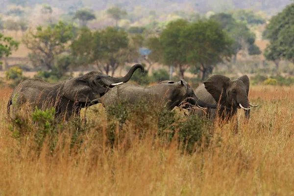 Elephants in beautiful nature habitat — Stock Photo, Image