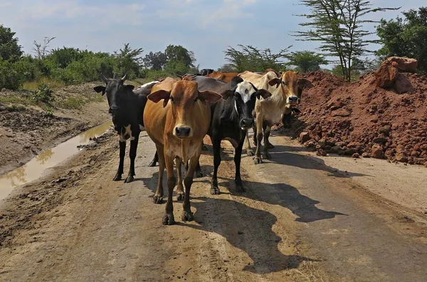 Vacas na estrada suja — Fotografia de Stock