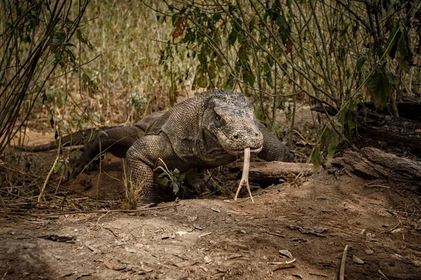 A gyönyörű természeti élőhely a komodói sárkány — Stock Fotó