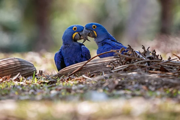 Hyacinth macaws parrots — Stock Photo, Image