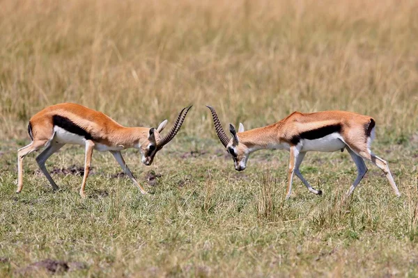 Gazelas luta masculina em seu habitat de natureza seca — Fotografia de Stock