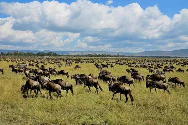 Gran migración en Masai Mara — Foto de Stock