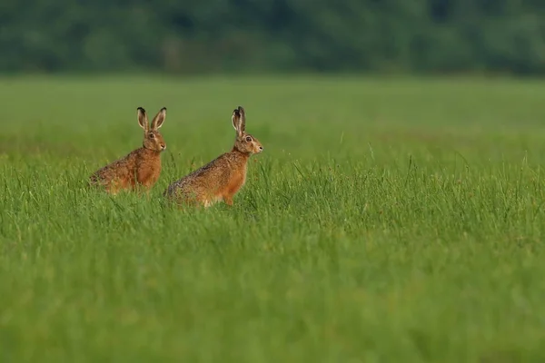 两个野兔生活在美丽的光，绿色的草地，欧洲野生动物 — 图库照片