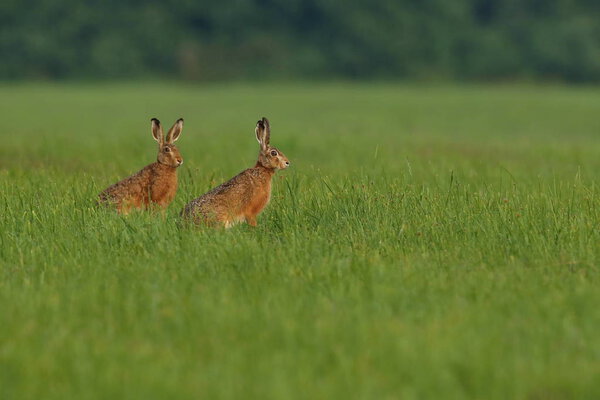 two hares in the beautiful light on green grassland,european wildlife 